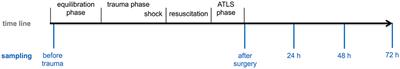 Alterations of Phagocytic Activity and Capacity in Granulocytes and Monocytes Depend on the Pathogen Strain in Porcine Polytrauma